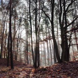 Marzena_Masłowska_Jesień w Olku (gm. Łysomice)