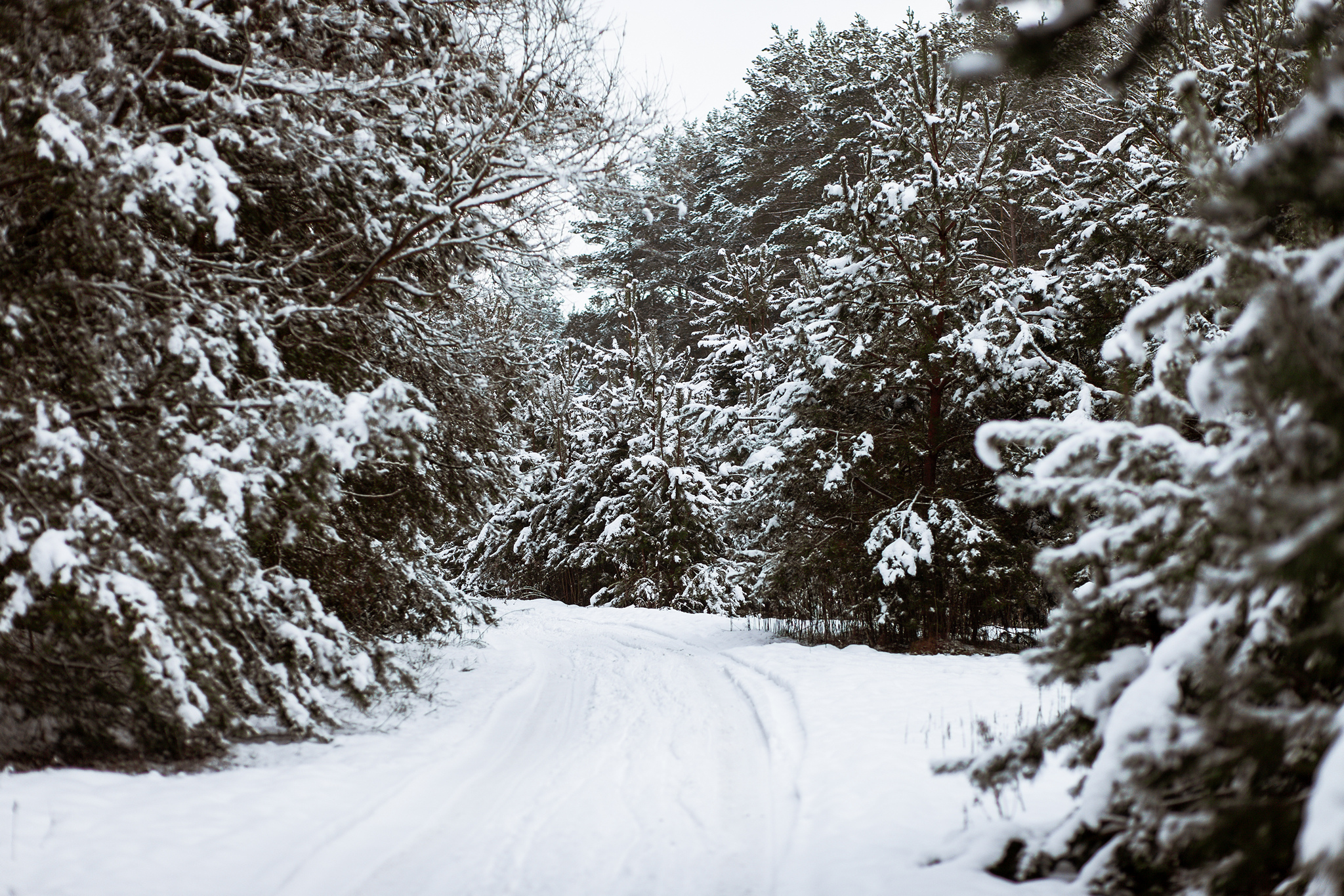 Nowy plan urządzenia lasów dla gminy Zławieś Wielka